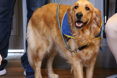 En Vendée, ce chien accompagne les victimes pour rassurer et libérer la parole devant la justice